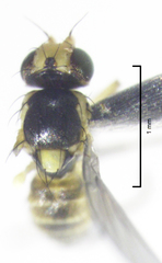 Liriomyza chenopodii