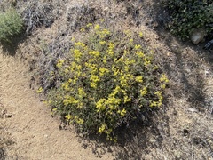 Eriogonum umbellatum var. munzii