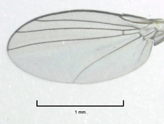 Liriomyza chenopodii