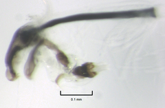Liriomyza chenopodii
