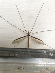 Tipula sayi