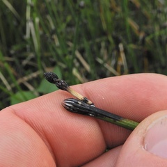 Equisetum × nelsonii