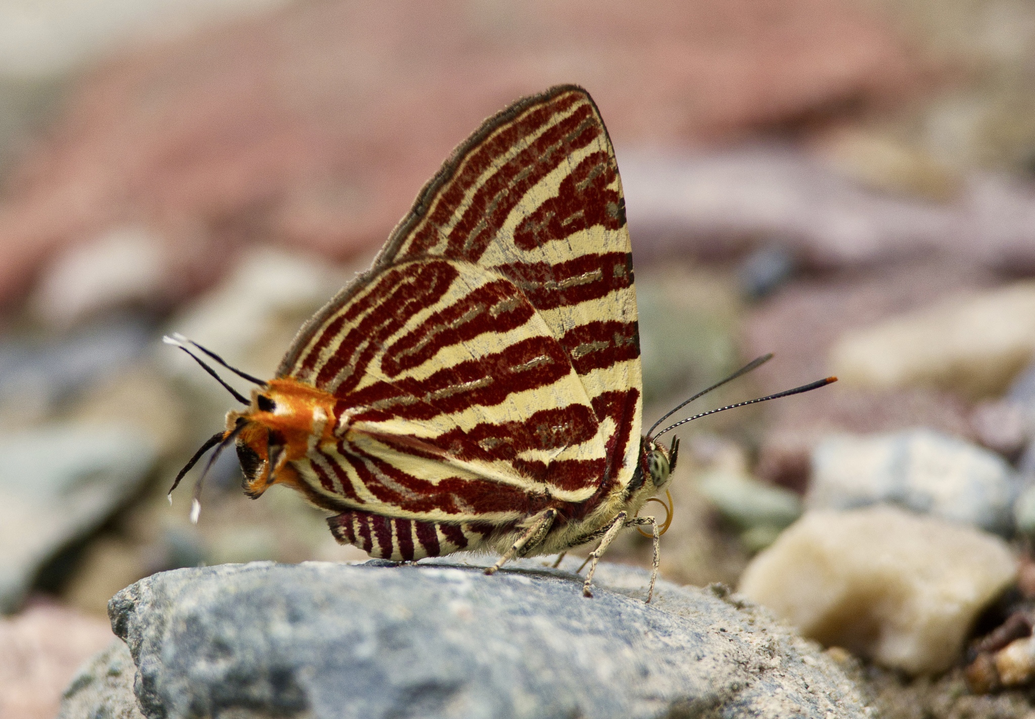 Long-Banded Silverline