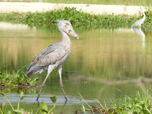 Shoebill
