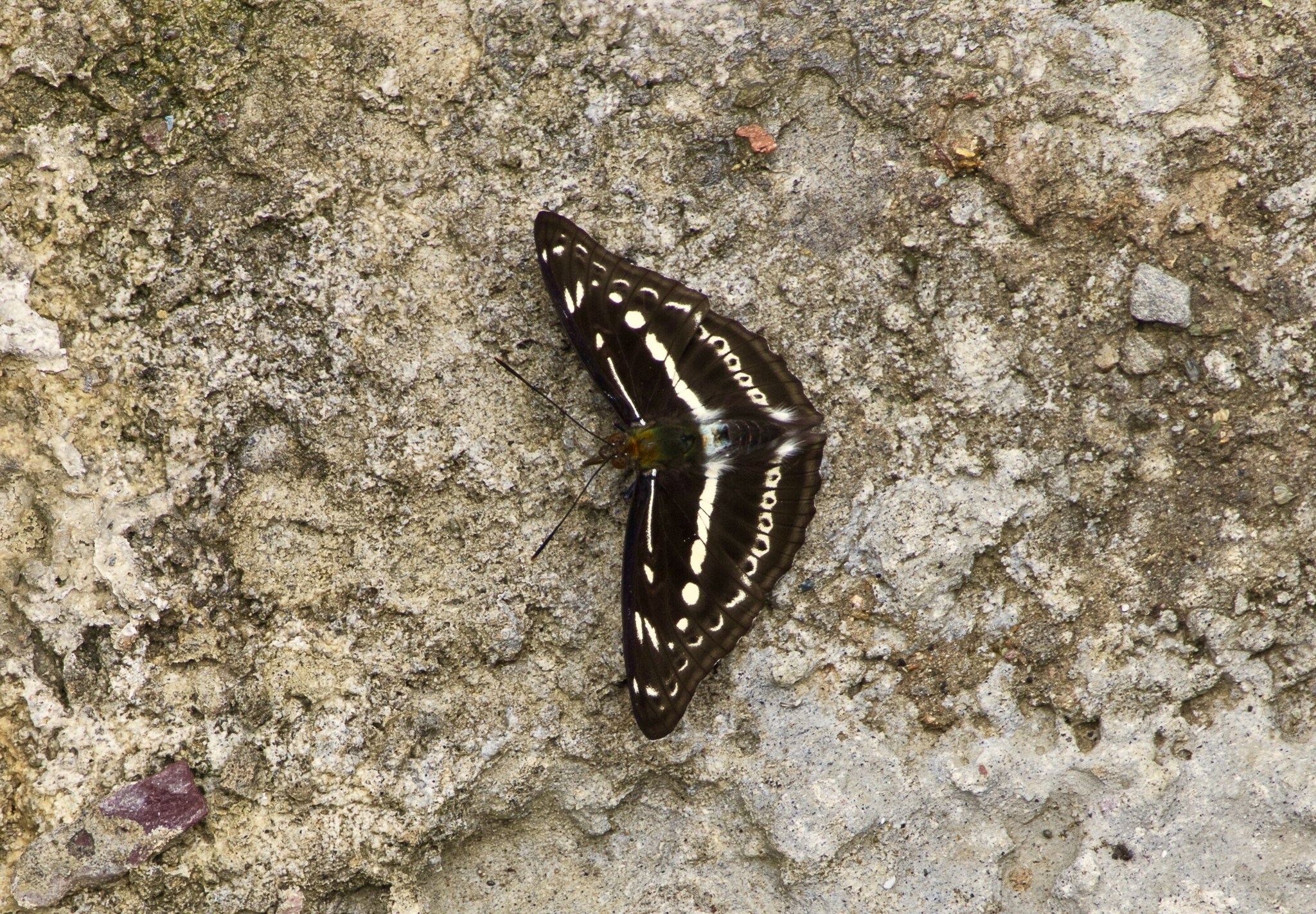 Studded Sergeant