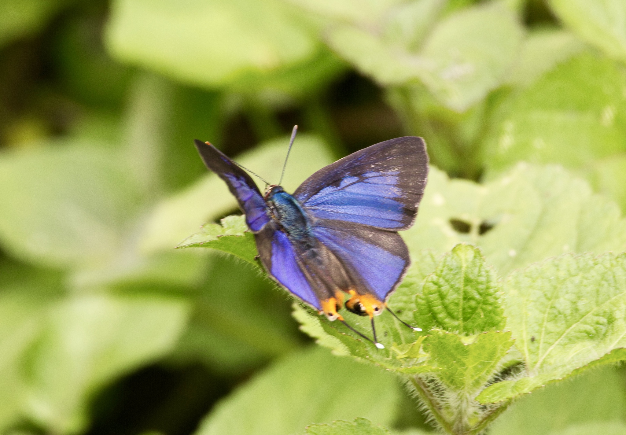 Long-Banded Silverline