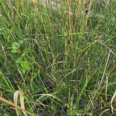 Equisetum × nelsonii