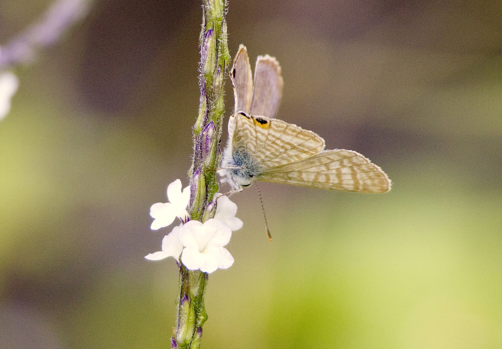 Pea Blue