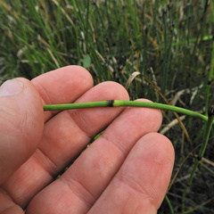 Equisetum × nelsonii