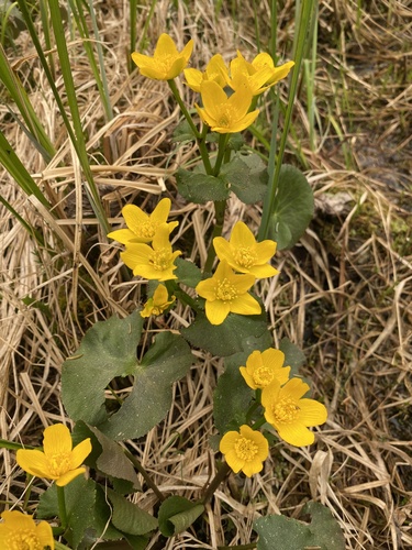 marsh marigold
