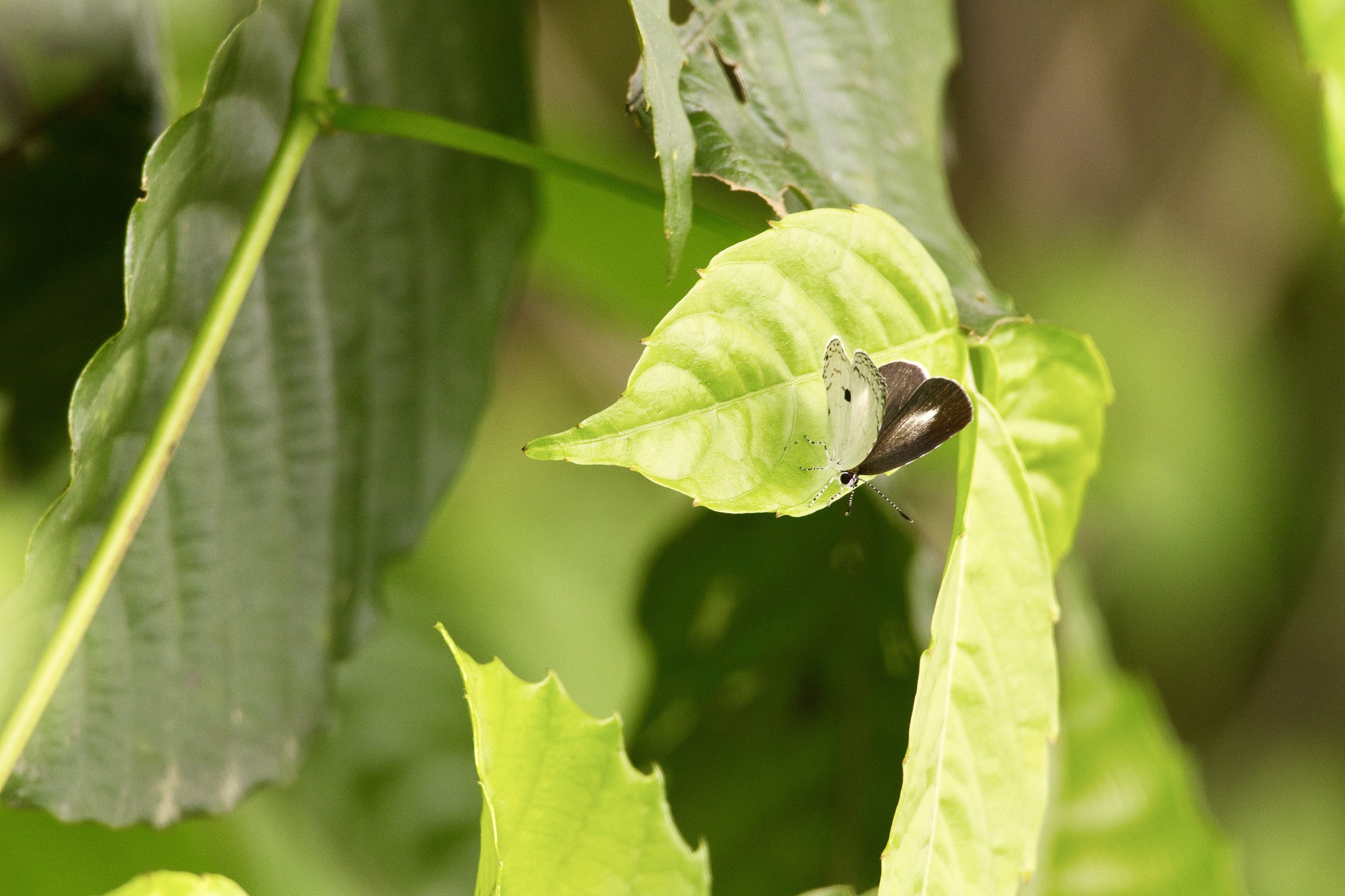 Common Quaker