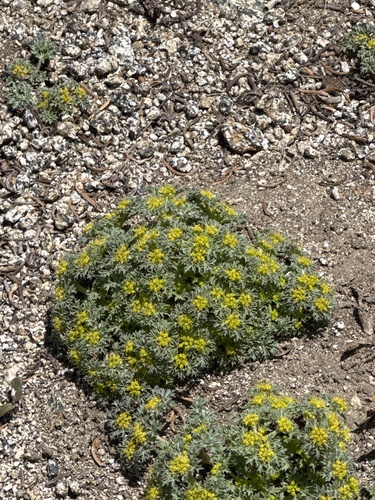 howell's tauschia (Tauschia howellii)