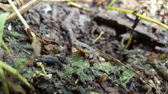 Notophthalmus meridionalis