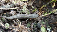 Notophthalmus meridionalis