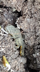 Notophthalmus meridionalis