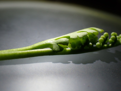 Pale botrychium (Botrychium pallidum)