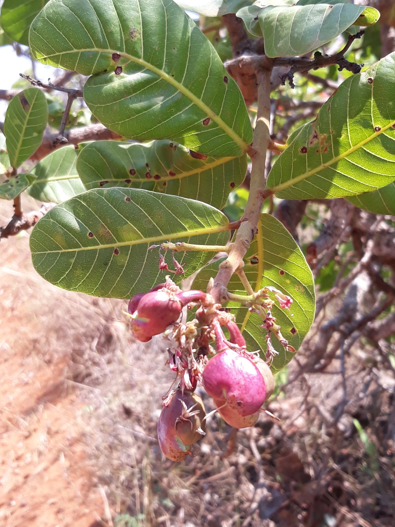 Anacardium occidentale