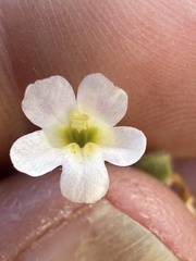 Erythranthe parishii
