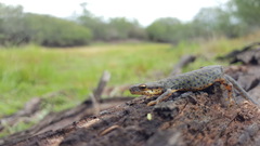 Notophthalmus meridionalis