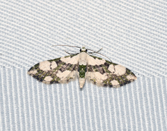 Eupithecia junctifascia