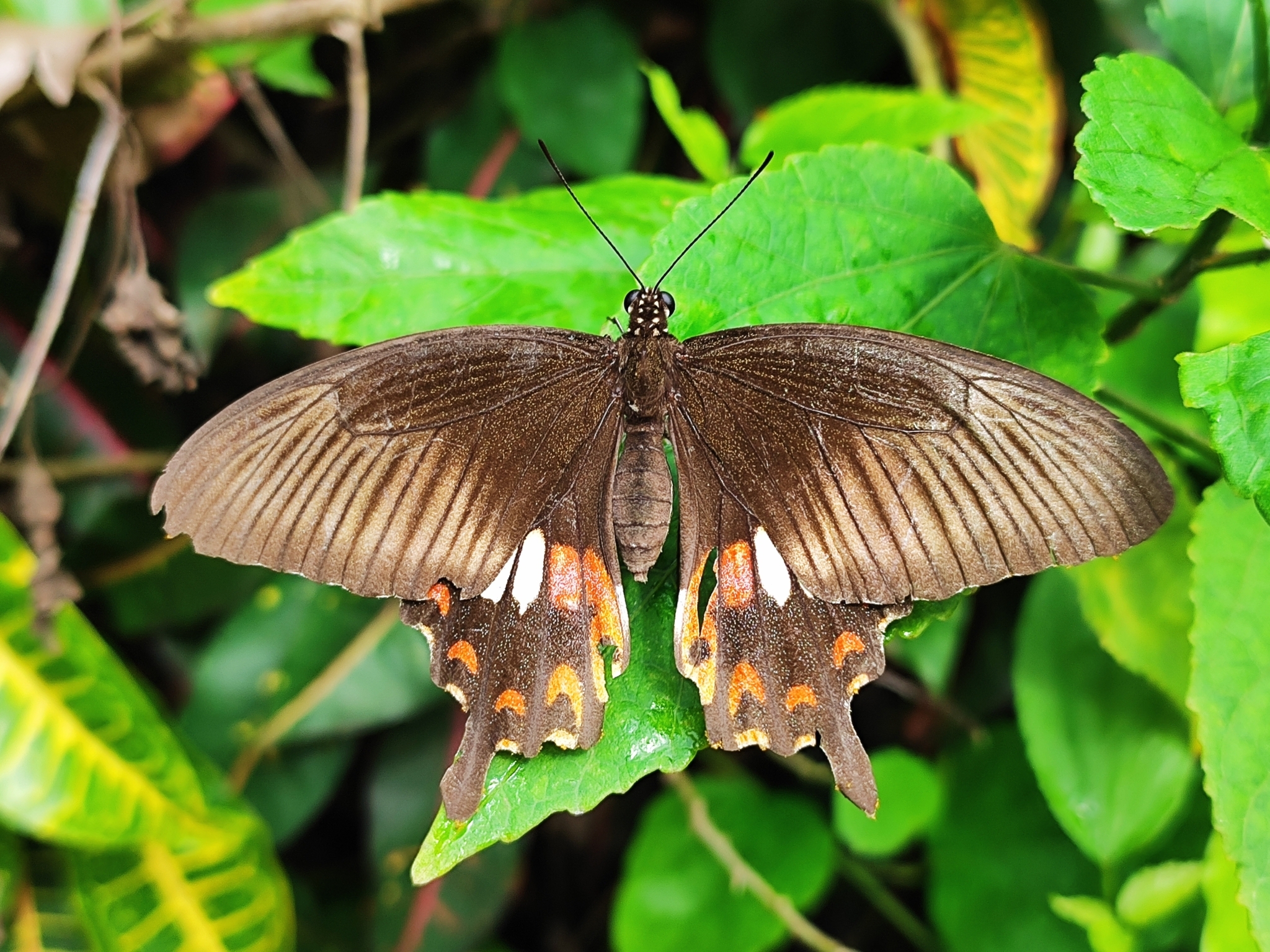 Common Mormon