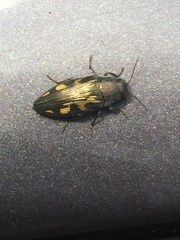 Image of Buprestis maculipennis