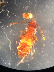 Laemophloeus
