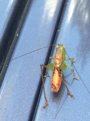 Odontoxiphidium apterum