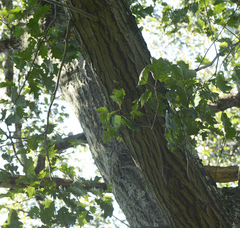 Quercus rubra rubra