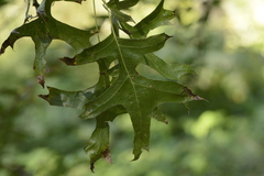 Quercus rubra rubra