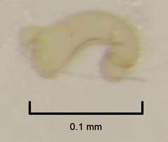 Orthoperus atomarius