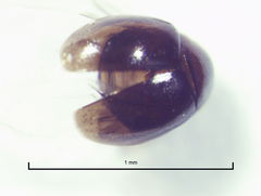 Orthoperus atomarius