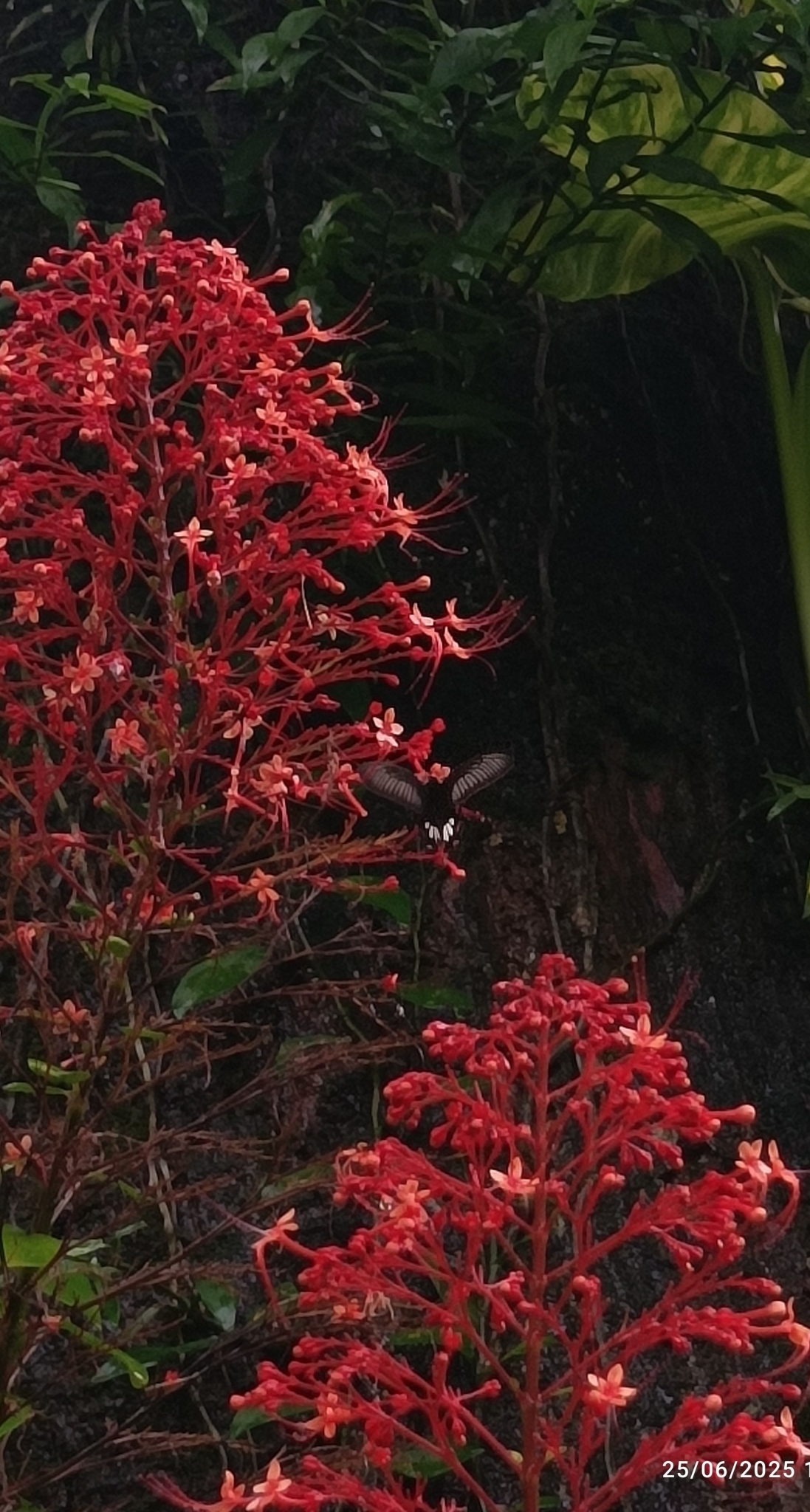 Malabar Rose