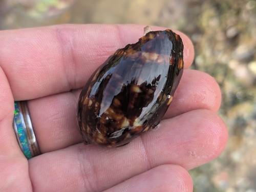 Cypraea mauritiana observed 2025-06-25