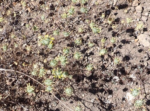 yellow bur navarretia (Navarretia prolifera)