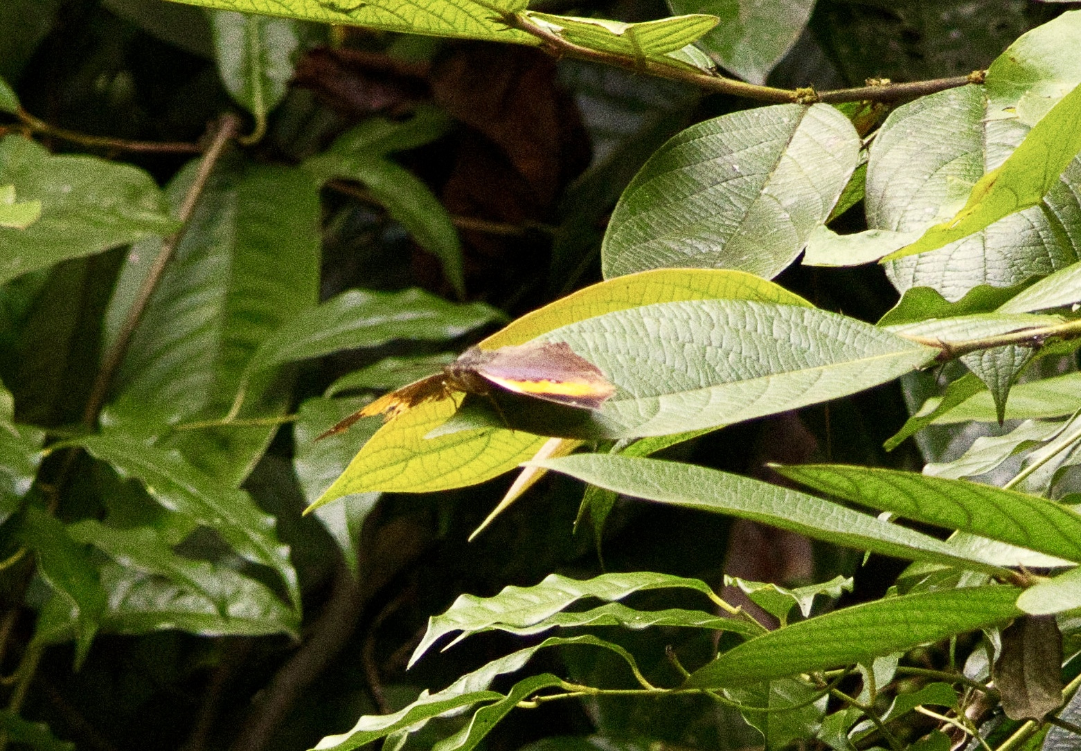 Orange Oakleaf
