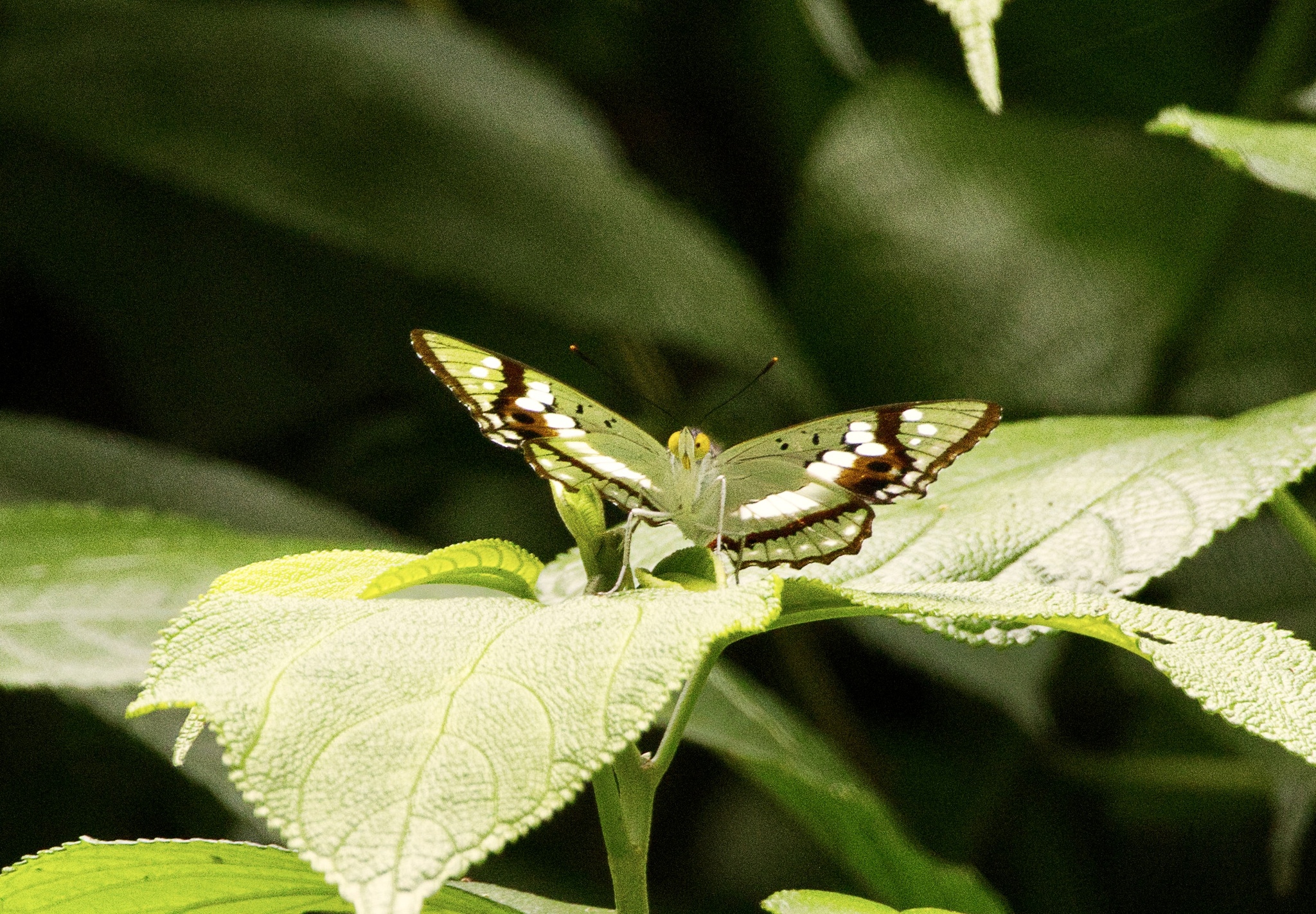 Indian Purple Emperor
