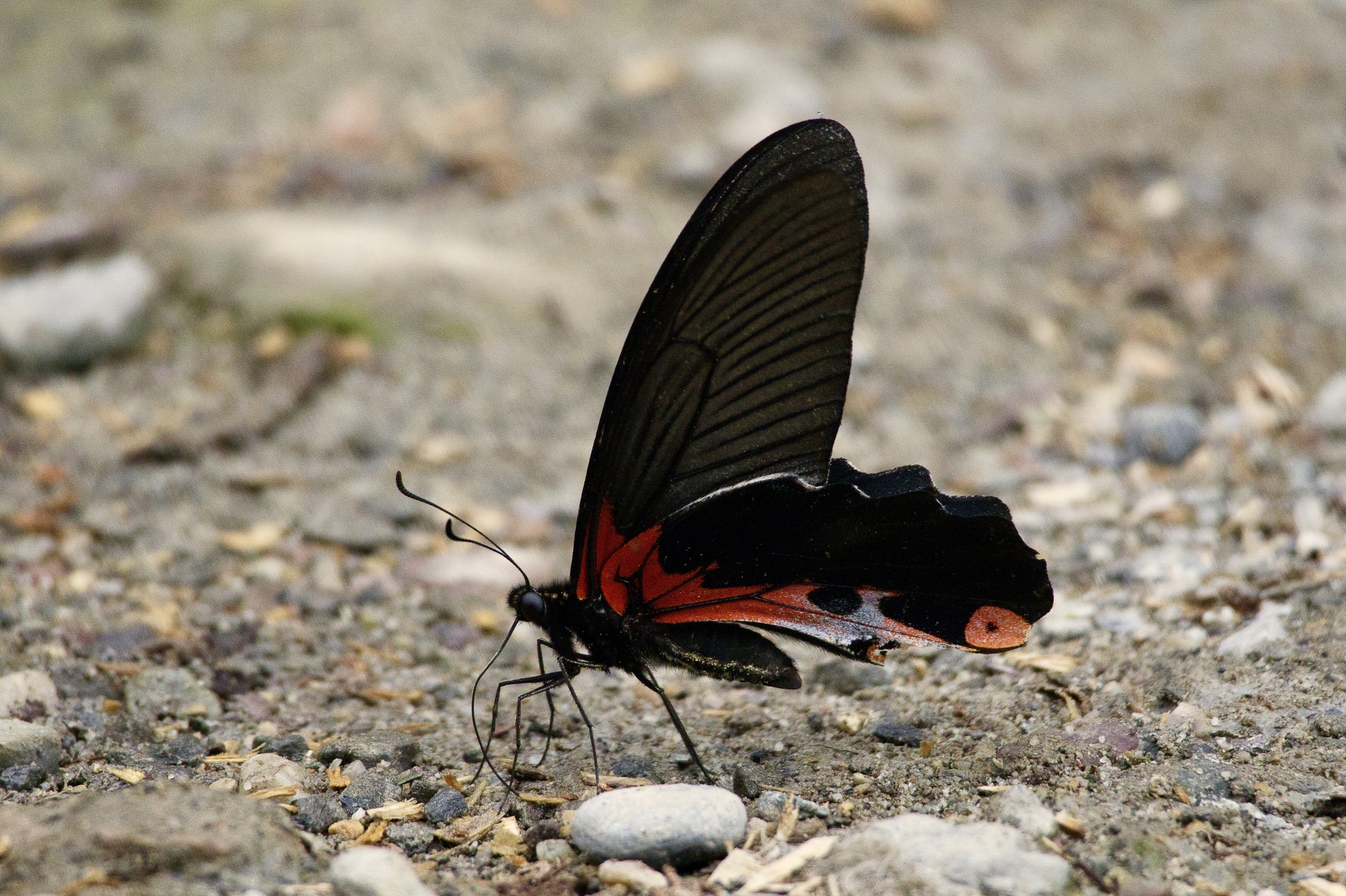 Red-Breasted Mormon