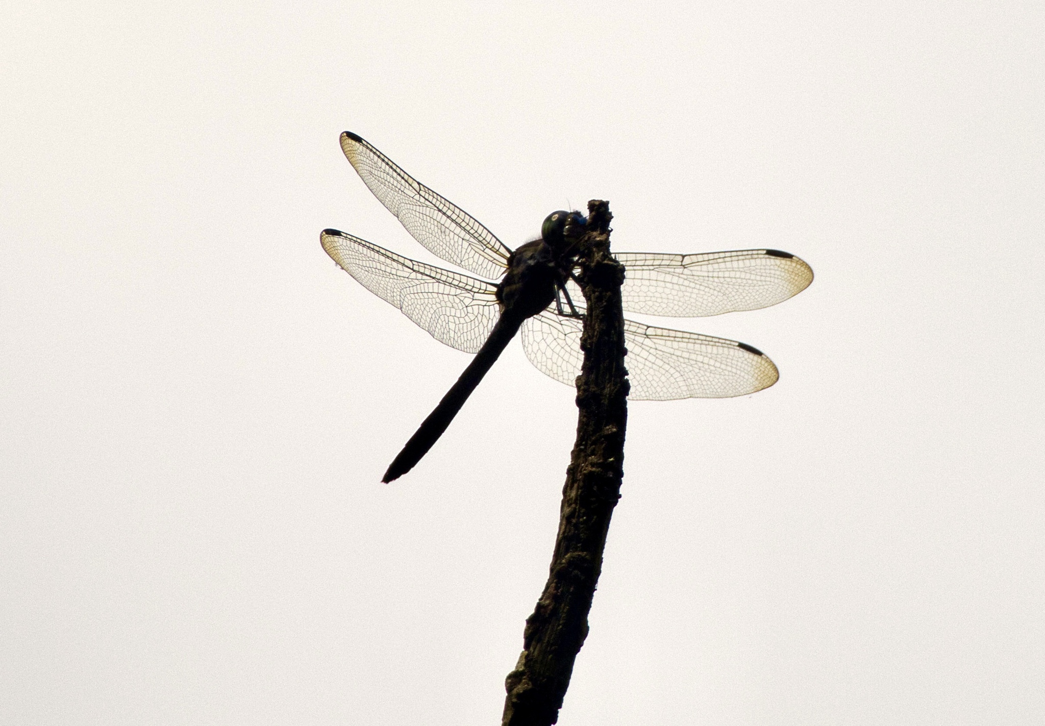 Emerald-Banded Skimmer