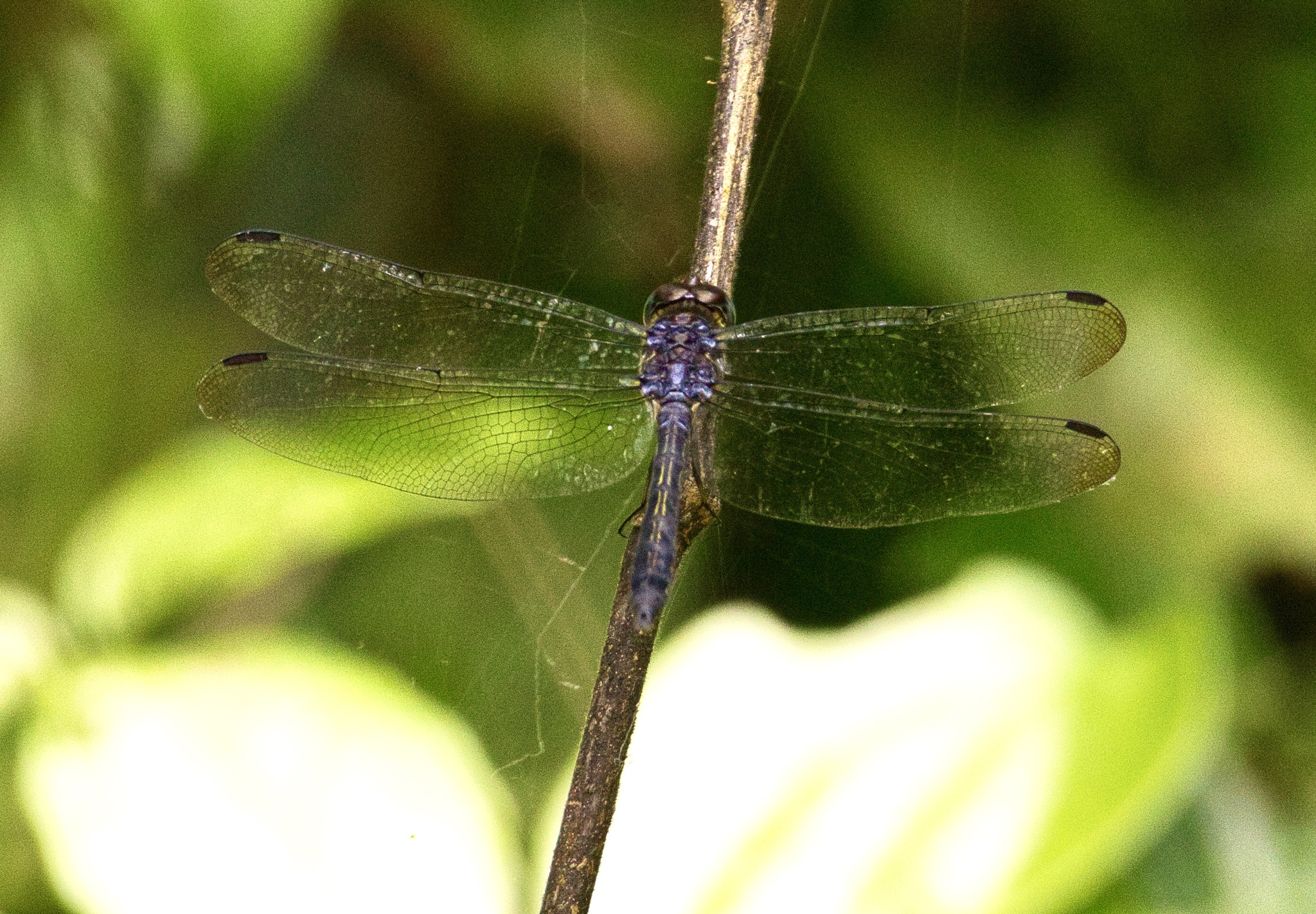 Emerald-Banded Skimmer