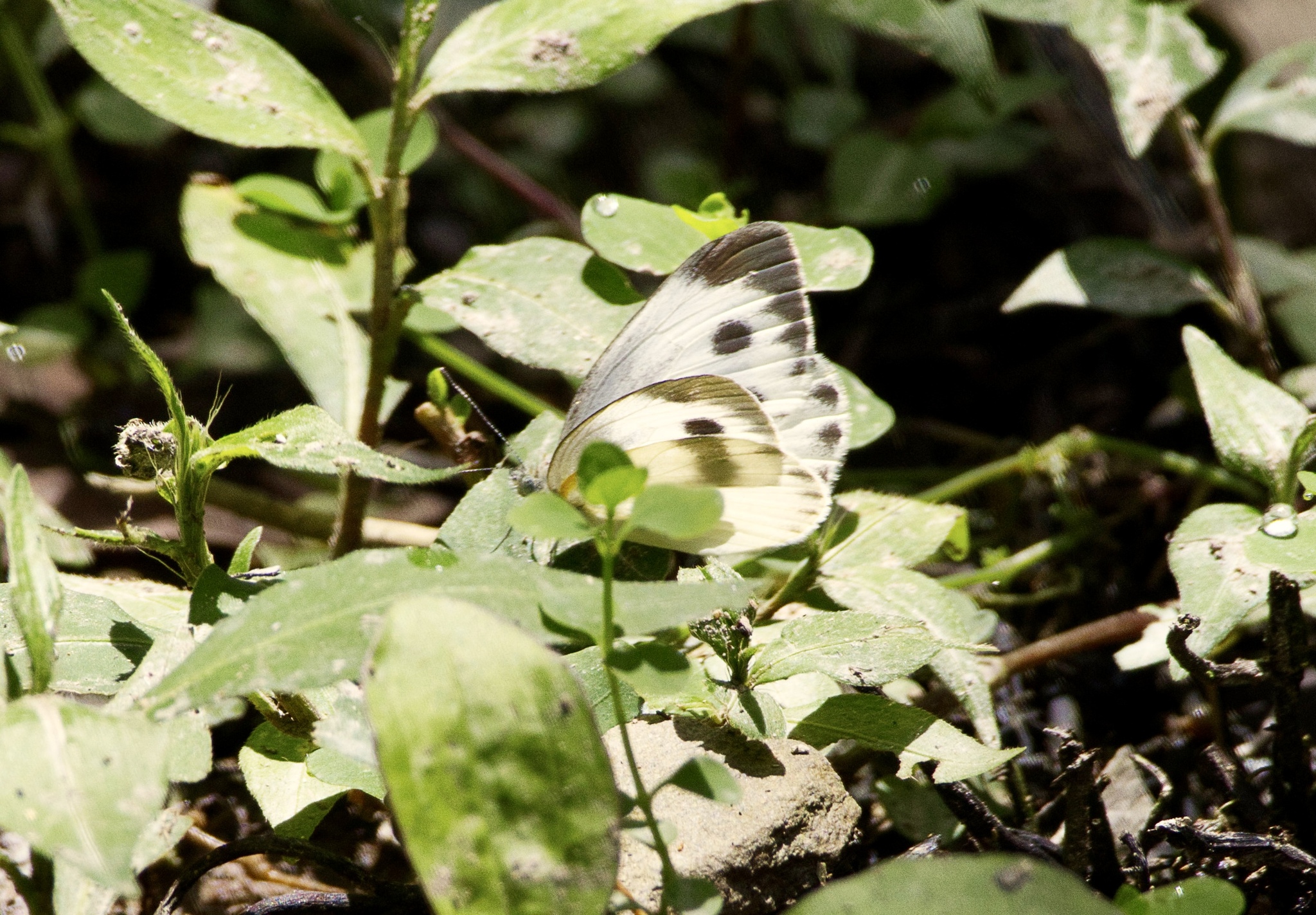 Asian Cabbage White