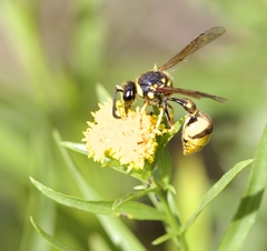 Eumenes crucifera