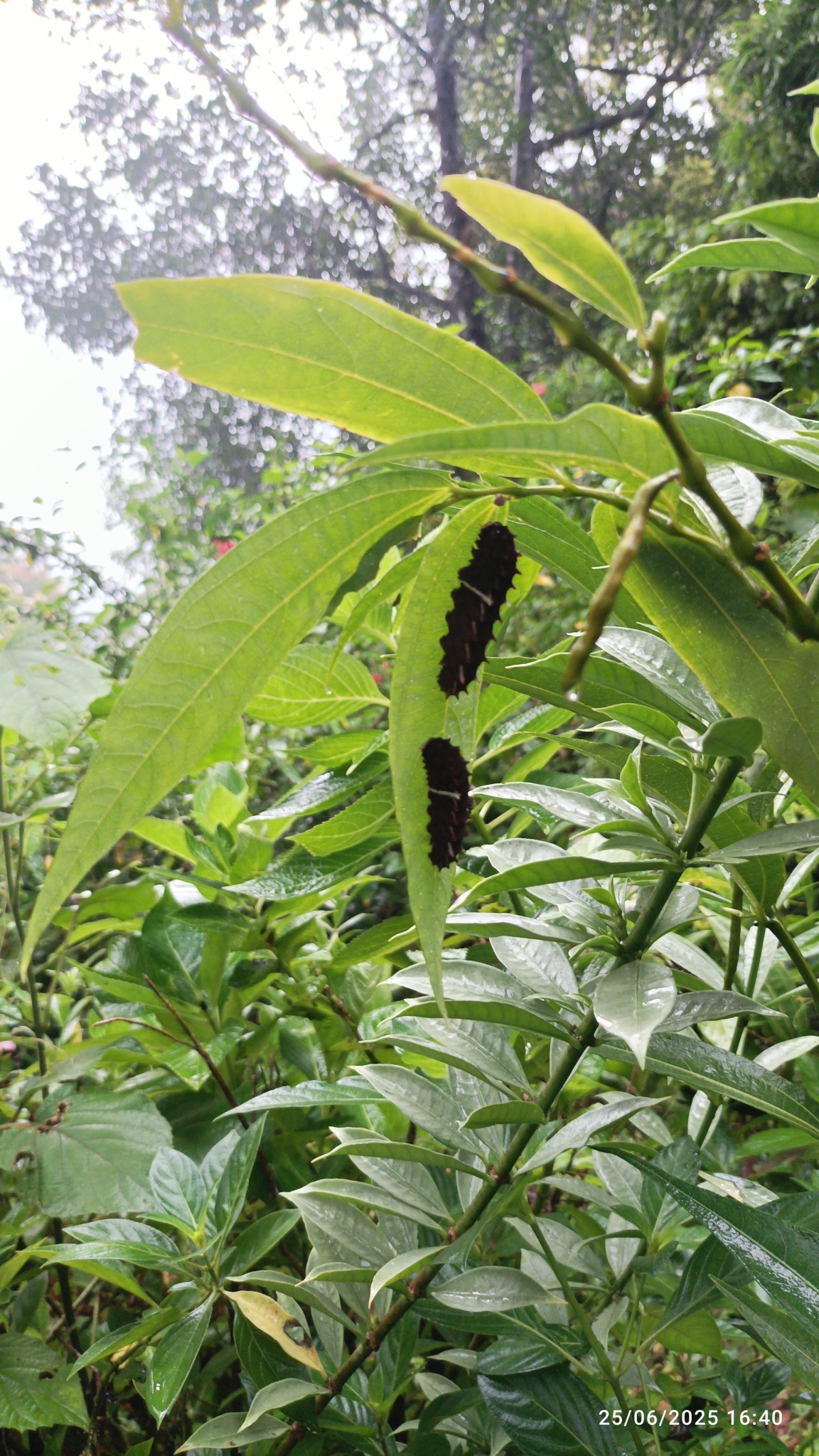 Malabar Rose