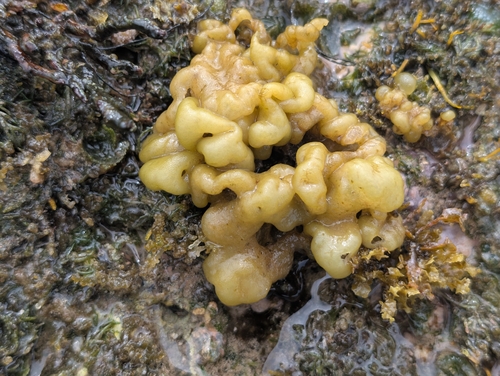 Colpomenia sinuosa observed 2025-06-25