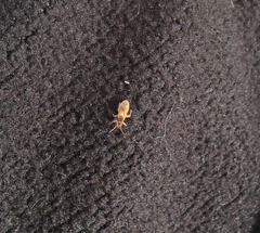 Thaumastocoris peregrinus