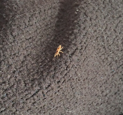 Thaumastocoris peregrinus