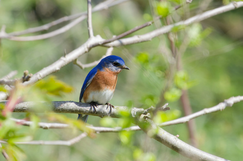 Eastern Bluebird photographed in Michigan