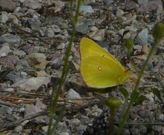 Colias christina