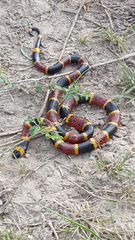 Micrurus tener tener