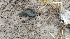 Notophthalmus meridionalis